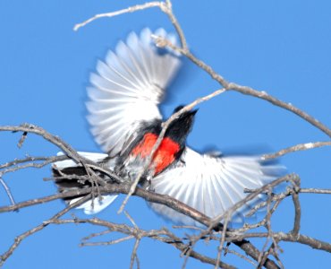 850 - PAINTED REDSTART (5-5-2015) upper humboldt cyn, patagonia mts, santa cruz co, az -04