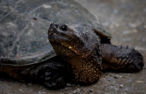 Snapping Turtle