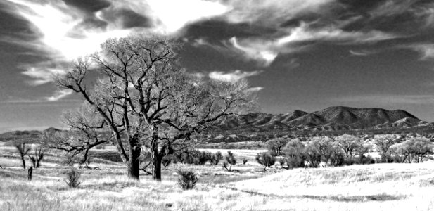 08oa - SAN RAFAEL VALLEY GRASSLANDS, SE of Patagonia, scc, az (3-10-2017) -04 BW photo