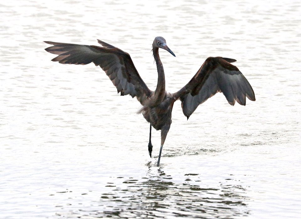 191 - REDDISH EGRET (1-11-2018) first year, attu st, coronado, san diego co, ca -01 (2)