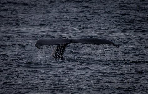 Humpback Whale