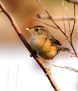 Sedge Wren photo