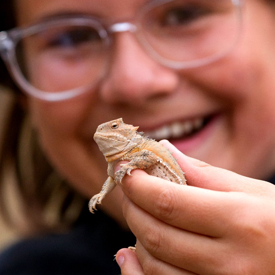 Great short-horned lizard