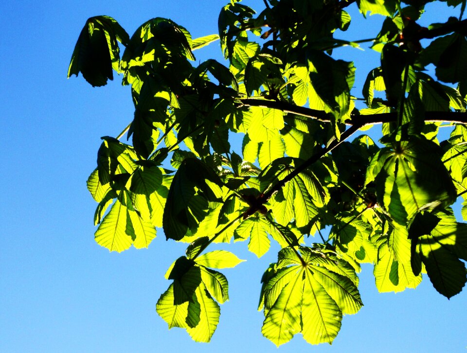 Branch leaves background tree