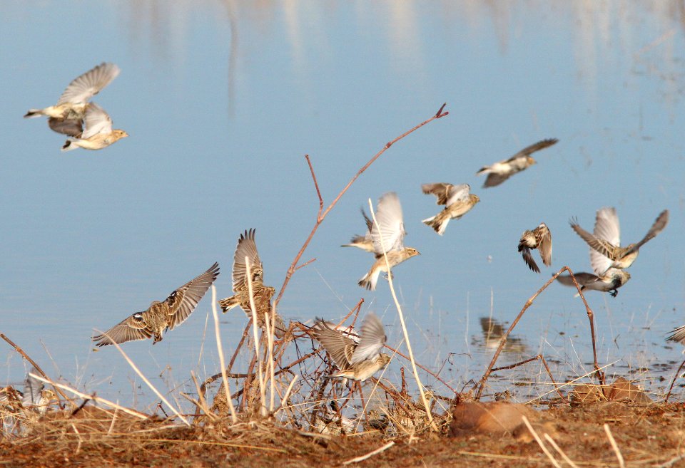 791 - CHESTNUT-COLLARED LONGSPUR (1-5-14) tank at mexican border, san rafael grasslands, scc, az -05