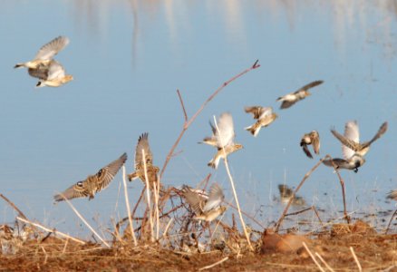 791 - CHESTNUT-COLLARED LONGSPUR (1-5-14) tank at mexican border, san rafael grasslands, scc, az -05
