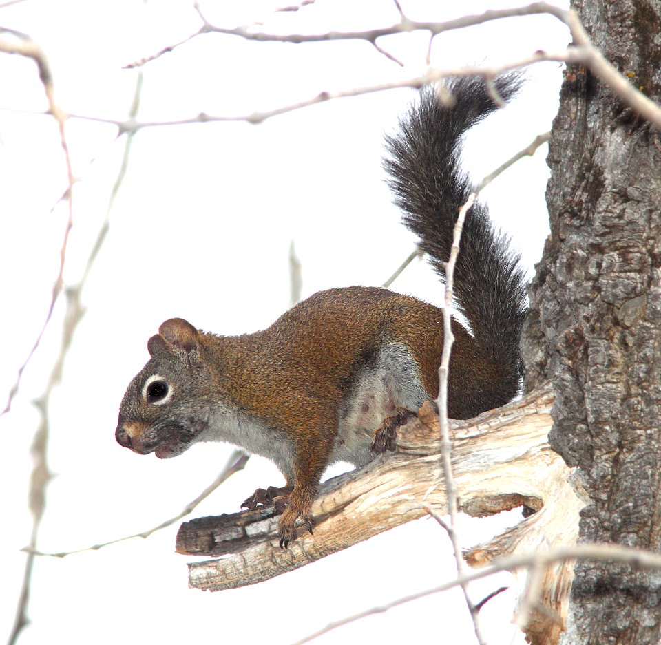 SQUIRREL, RED (Tamiasciurus hudsonicus) (8-20-12) just east of wolf creek pass, co- 02
