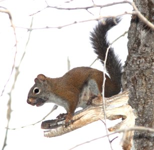 SQUIRREL, RED (Tamiasciurus hudsonicus) (8-20-12) just east of wolf creek pass, co- 02