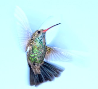 507 - BROAD-BILLED HUMMINGBIRD (8-2--2015) 78 circulo montana, patagonia lake ranch estates, scc, az -01 sub-adult male