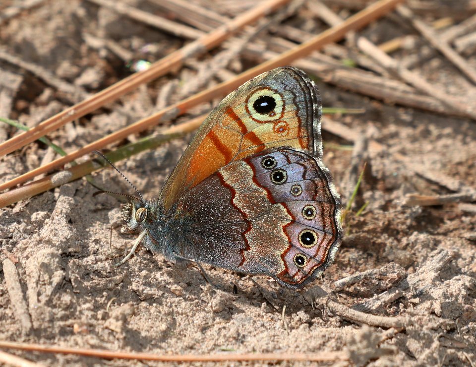 SATYR, PINE (Paramacera allyni) (6-13-2020) barfoot park, chiricahua mts, cochise co, az -09