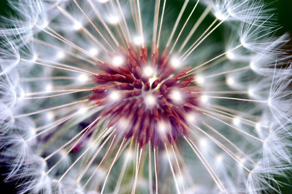 Foreground garden wild flower