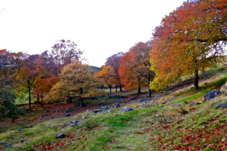 Healey Stones