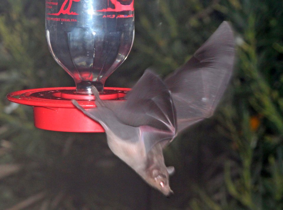 BAT, LESSER LONG-NOSE (Leptonycteris curasoe yerbabuenae) (9-15-10) yard, west of patagonia, scc, az -01