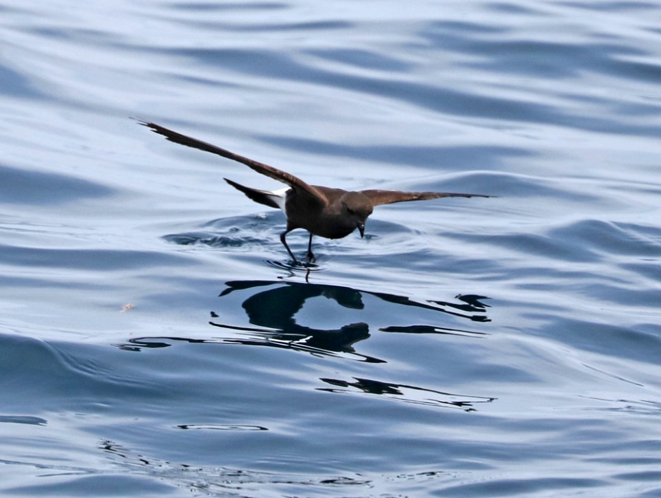 141 - WILSON'S STORM-PETREL (5-31-2017) off hatteras, dare co, nc (2)