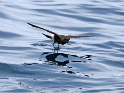141 - WILSON'S STORM-PETREL (5-31-2017) off hatteras, dare co, nc (2)