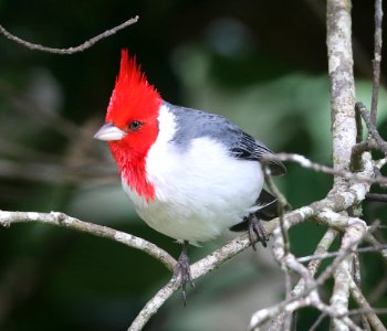 RED-CRESTED CARDINAL (4-24-2018) kokee state park, kauai co, hawaii -01