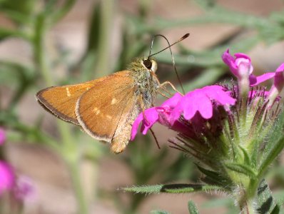 SKIPPER, SNOW'S (Paratrytone snowi) (7-9-2020) upper hospital flats, mt graham, pinaleno mts, graham co, az -02