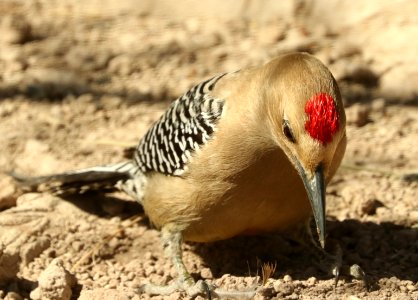 525 - GILA WOODPECKER (2-8-2019) san pedro house, cochise co, az -05