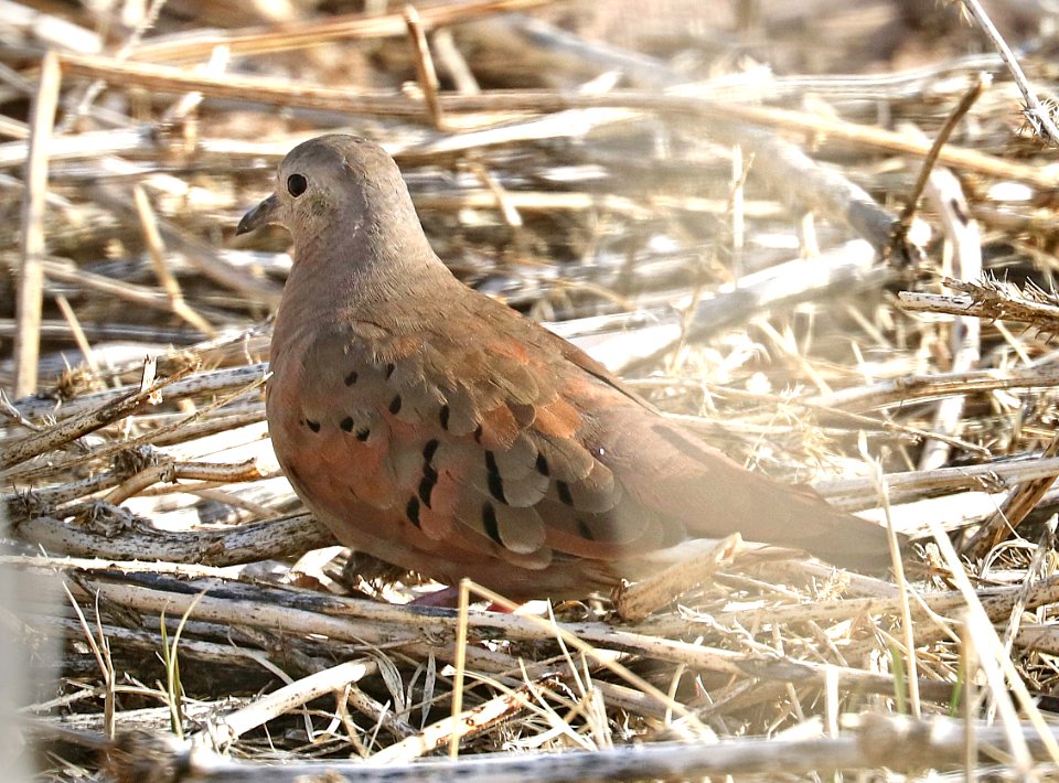 437 - RUDDY GROUND-DOVE (2-3-2017) de anza trail, rio rico, santa cruz co, az -01 male
