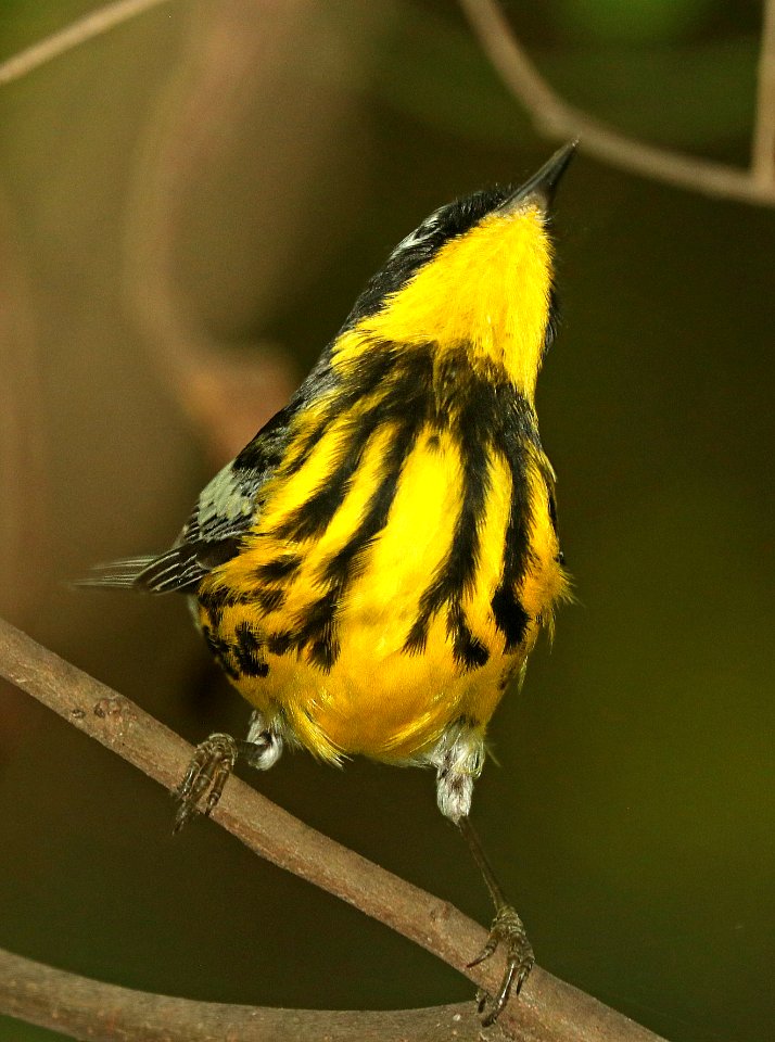 826 - MAGNOLIA WARBLER (4-30-2019) national butterfly center, hidalgo co, tx -13