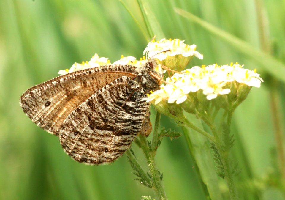 ARCTIC, UHLER'S (Oeneis uhler) (6-10-2018) little missouri national grasslands, mckenzie co, nd -01