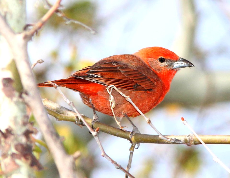 910 - HEPATIC TANAGER (4-12-12) madera cyn, scc, az  (1)