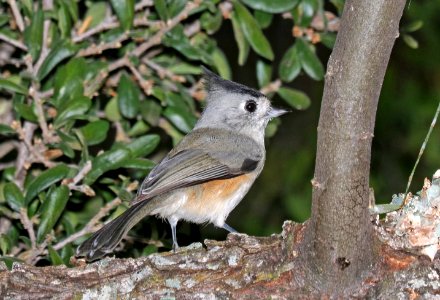 682 - BLACK-CRESTED TITMOUSE (10-25-2016) edwards co, texas -01