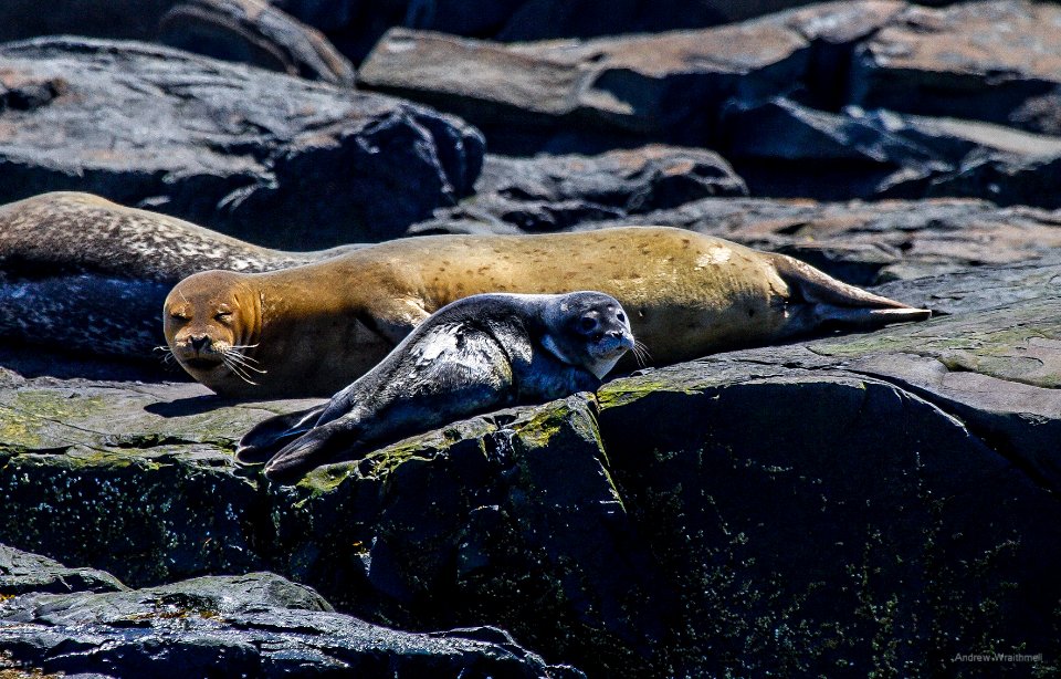 Harbor Seal