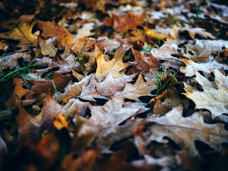 Fall frost cold