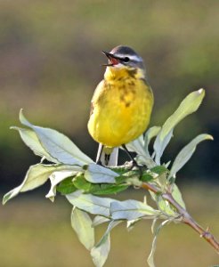 775 - EASTERN YELLOW WAGTAIL (6-11-2016) council road, nome alaska -12
