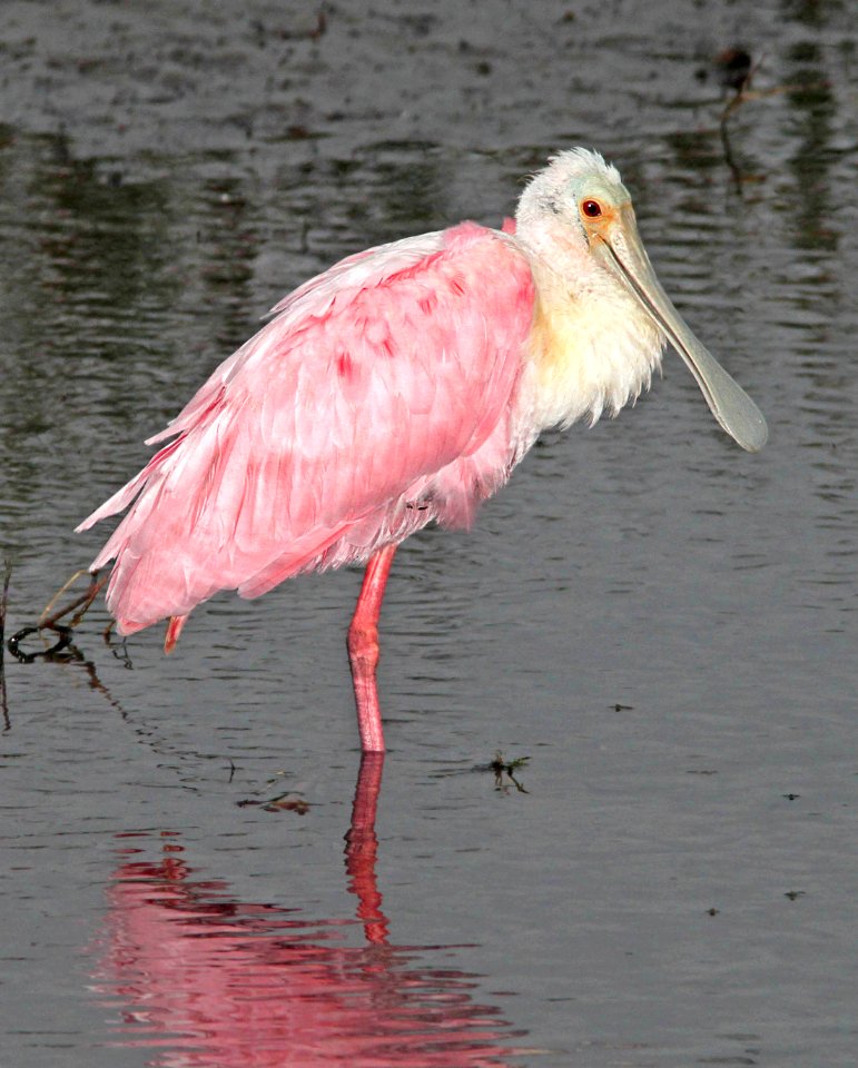 201 - ROSEATE SPOONBILL (3-1-12) s padre island world bird center, tx  (3)