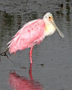 201 - ROSEATE SPOONBILL (3-1-12) s padre island world bird center, tx  (3)