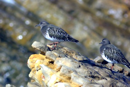 306 - BLACK TURNSTONE (12-10-07) north coast. slo co, ca (2)
