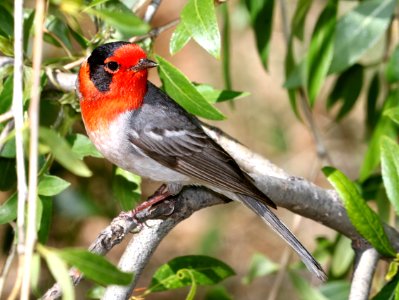 849 - RED-FACED WARBLER (5-4-2017) near emory pass, mimbres mts, grant co, nm -04 - Copy