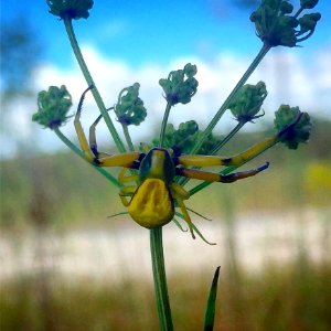 Yellow Crab Spider