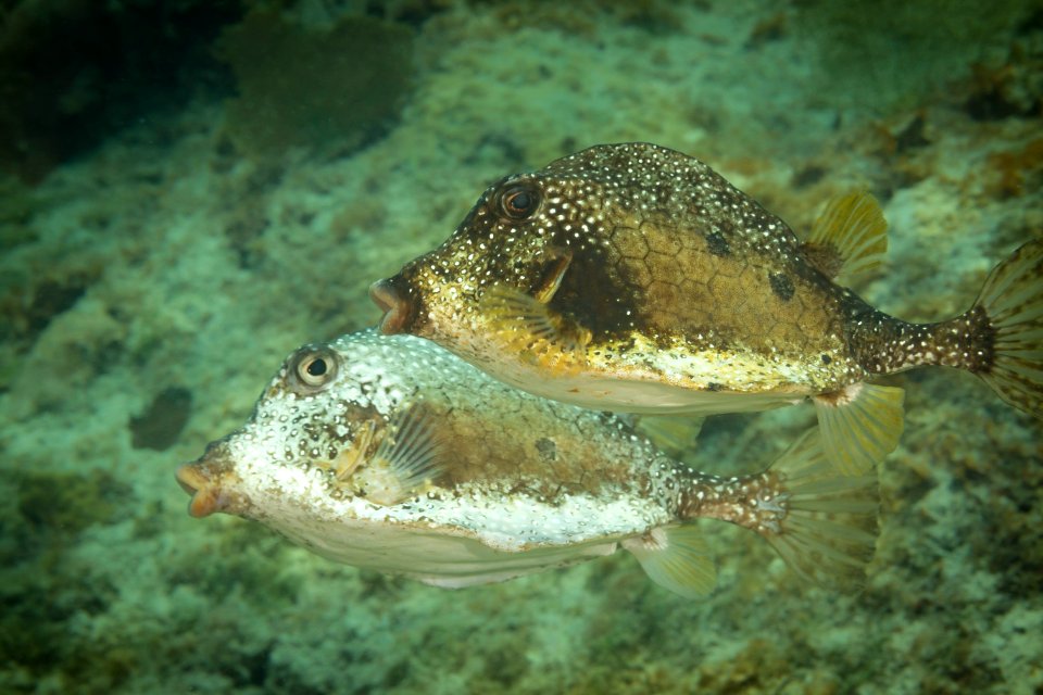 TrunkFish Honeycomb-0508
