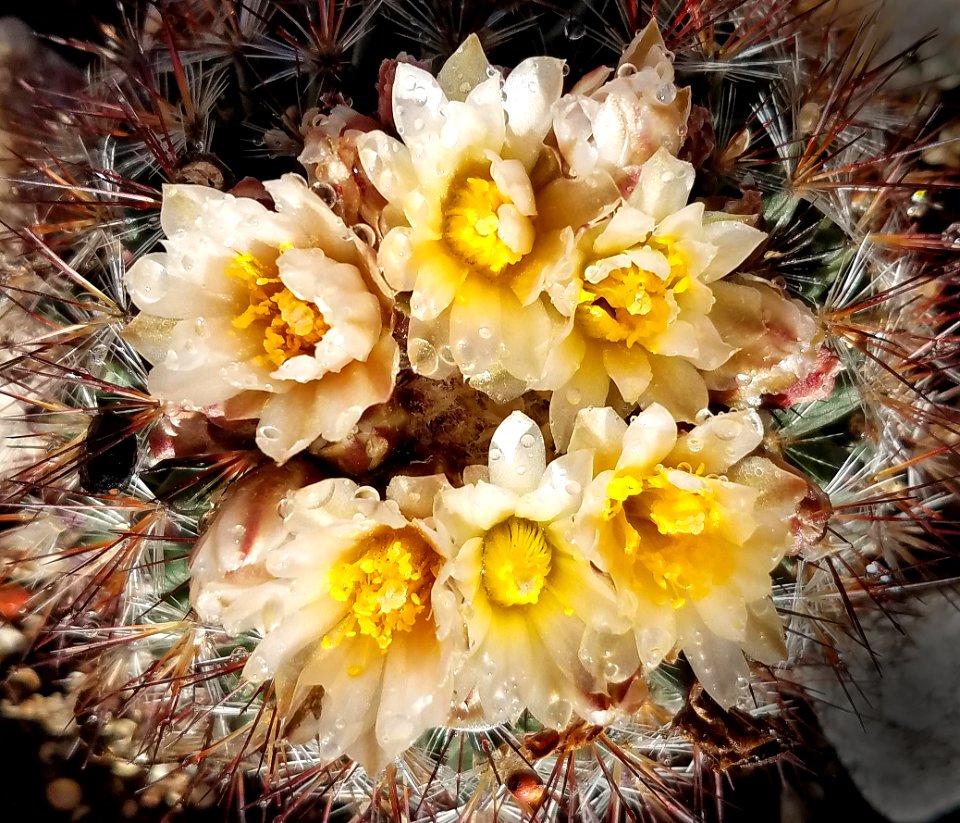 CREAM PINCUSHION (Mammillaria macdougalii) (3-31-2019) patagonia property, sc co, az -02