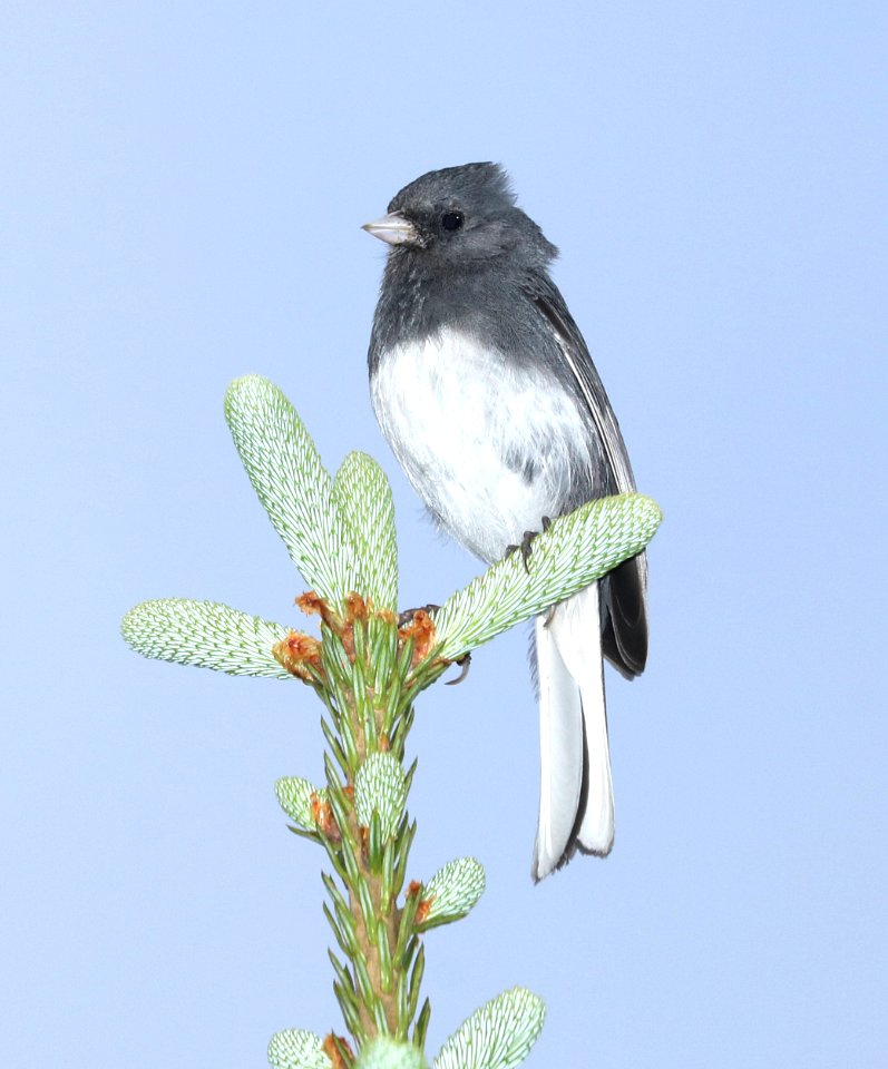 899 - DARK-EYED JUNCO (6-13-2017) slate-colored, mount mitchell, mcdowell co, nc -01