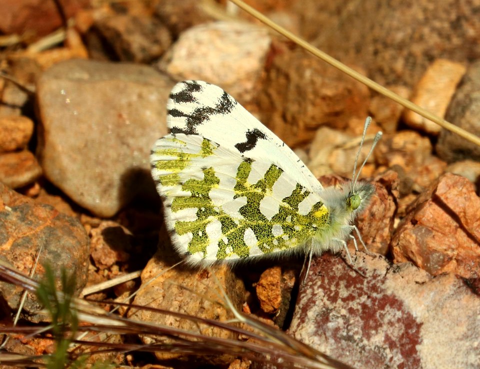 MARBLE, DESERT (Euchloe lotta) (3-1-2019) lake patagonia ranch estates, santa cruz co, az -01