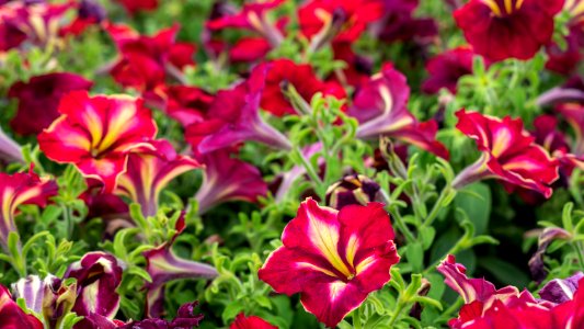 Petunia Mandeville