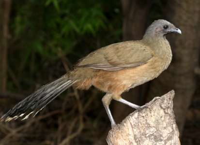 066 - PLAIN CHACHALACA (11-14-2016) national butterfly center, missin, hidalgo co, tx -03