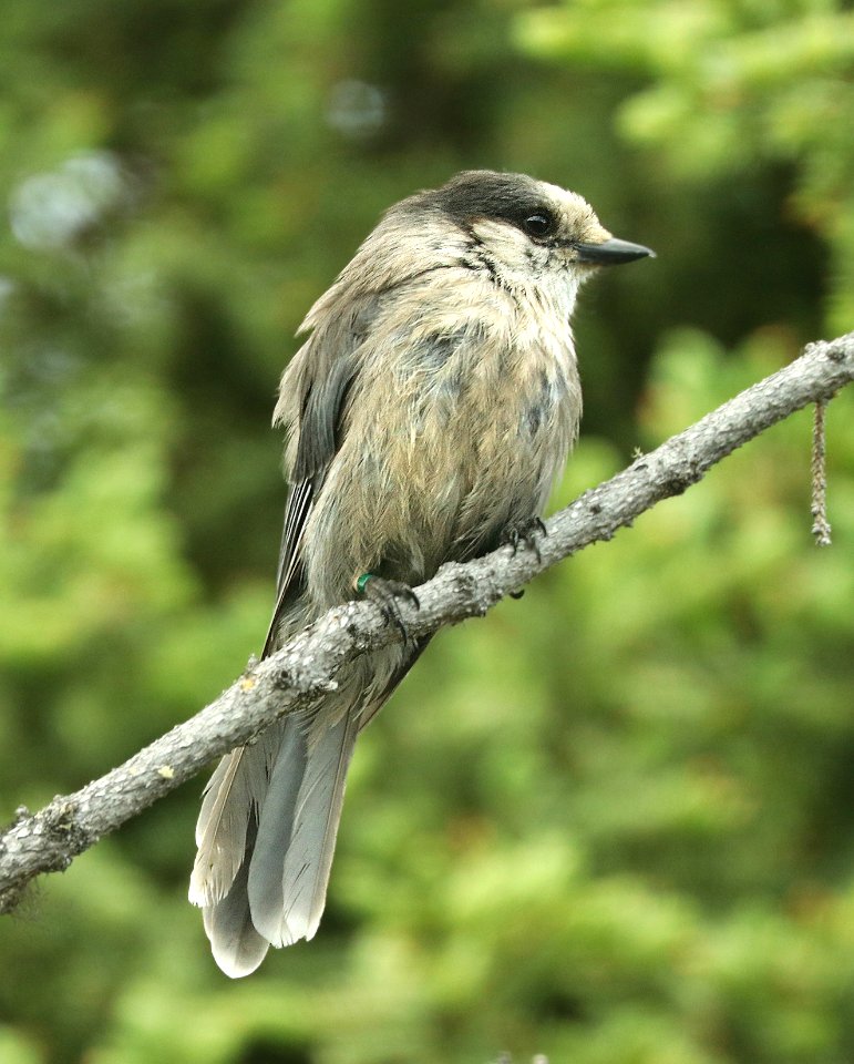 634-CANADA JAY (6-11-2019) denali park road, alaska -12