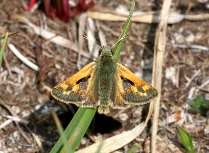 SKIPPER, DRACO (Polites draco) (7-21-2020) 11100 ft, bear tooth hwy, park co, wy -01
