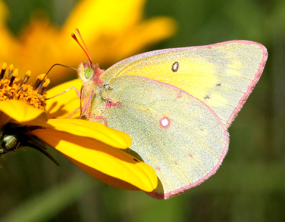 SULPHUR, CLOUDED (Colias philodice (8-24-12) dunton meadow, near lizard head, dolores co, co  (2)
