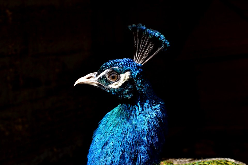 Peacock