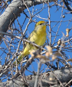 910 - HEPATIC TANAGER (1-24-2017) santa gertrudis lane, tumacacori, santa cruz co, az -01