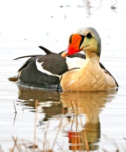 049 - KING EIDER (6-15-2016) barrow, alaska -12