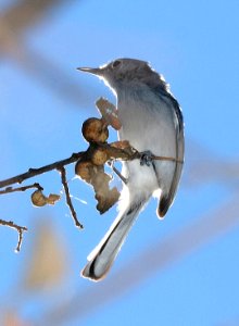 704 - BLACK-CAPPED GNATCATCHER (2-5-2017) patagonia lake, santa cruz co, az -02 second gnatcatcher seen today