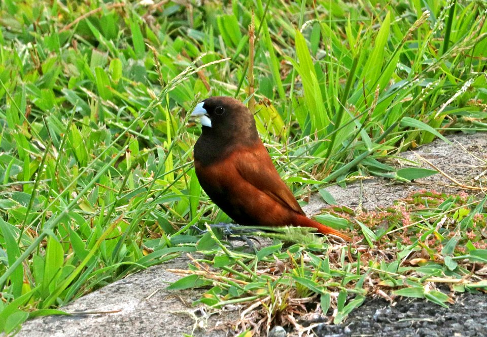 CHESTNUT MUNIA (9-19-2017) turtle bay resort, oahu, hawaii -05