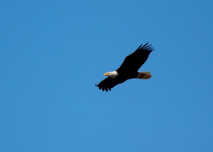 Bald eagle photo